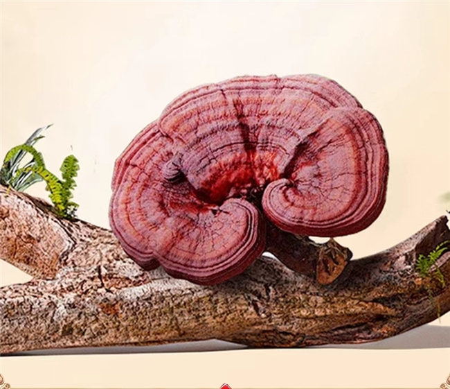 灵芝的孢子是什么__灵芝孢子是真菌吗