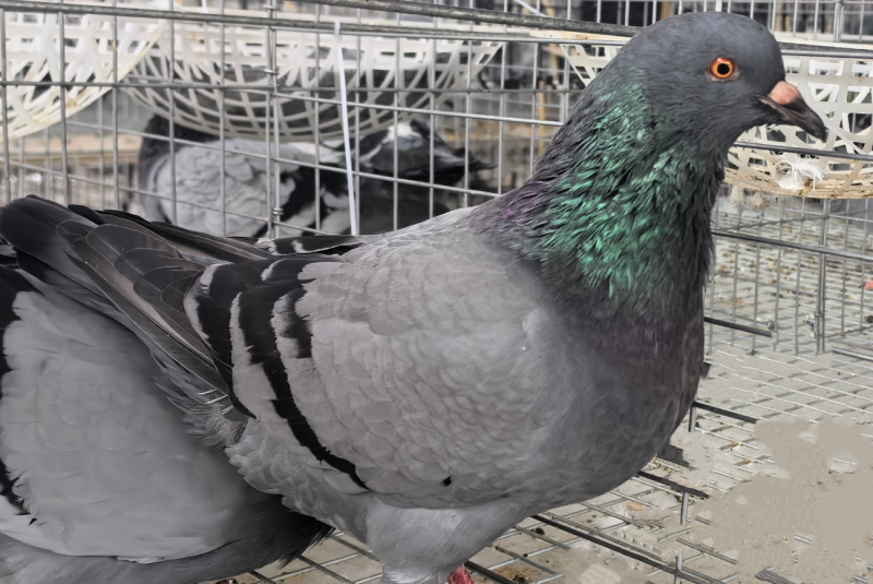 农业农村部直属宣传单位走进中国李庄，镜头聚焦三十载本草鸽香_农业农村部直属宣传单位走进中国李庄，镜头聚焦三十载本草鸽香_