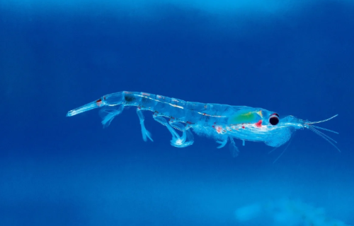 南极磷虾油价格多少__南极磷虾油什么人不能吃