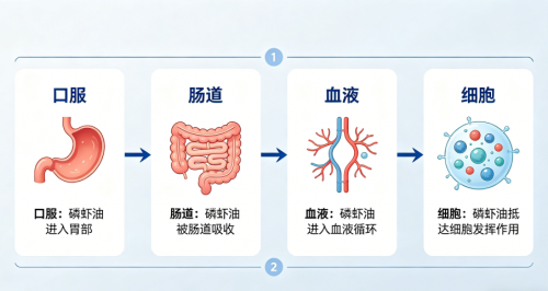 南极磷虾油什么人不能吃__南极磷虾油价格多少